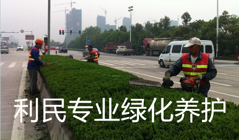 綠化養(yǎng)護